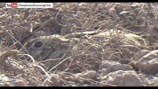 Rabbit hunting in Pakistan | Khargosh ka shikar 2018 | Galgos y liebres 2018