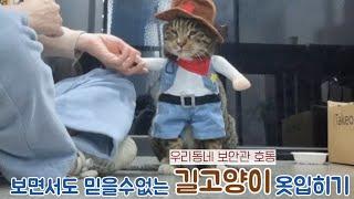 길고양이 옷입히기 풀영상 : 이런 길고양이 또 있나요?