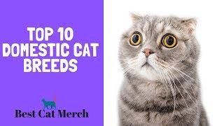 Top 10 Domesticated Cat Breeds for First Time Owners