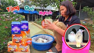 Lần Đầu Đi Mua Pháo Hoa Về Bắn Tết Và Được Tặng Đôi Chào Mào Bạch / Quế Nghịch