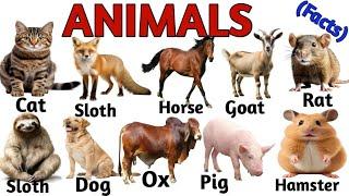 ANIMALS !! Animals Facts with Pictures | Animals Name for kids| Facts Video | The kituu world