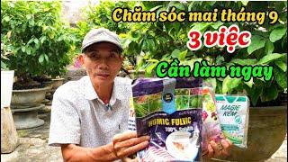 Chăm sóc mai tháng 9AL 3 việc cần làm ngay-​⁠@anhbayxunau