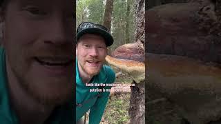 Licking the Guttation on a Red Belted Conk (Fomitopsis pinicola species complex) for Science!