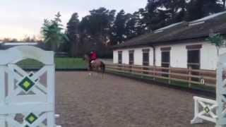 Bow, my new horse, jumping at home