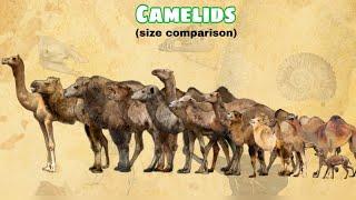 CAMELIDS - Size Comparison | All Species.