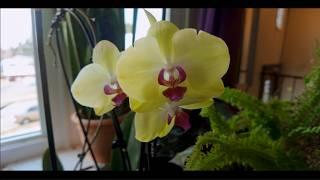 My Orchids, The Wong Way and why doing Hard Things are good for the Soul