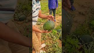 Organic watermelon harvesting from the plot #watermelon #tarmuj