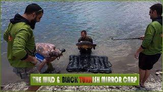 *** THE BLACK WILD MIRROR CARP ***