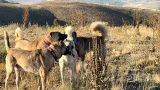 INCREDIBLE FIGHT OF PACK DOGS IN THE MOUNTAINS. THE SMOKE AND CLUTTER DESTROYED THE PLACE. #kangal