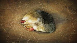 The Golden Mole: Blind Sand-Swimmer  | SKUNK BEAR