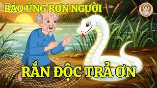 Rắn Độc Trả Ơn Người Cứu Mạng – Cả Làng Thoát Nạn Trong Gang Tấc | Hoạt Hình Nhân Quả Báo Ứng