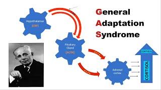 GAS - General Adaptation Syndrome Model of Stress