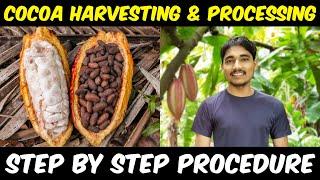 Cocoa Fruit Harvesting and Cocoa Bean Processing | Cocoa Farming / Cocoa Cultivation in India