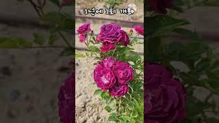 딥퍼플색의 매혹적인 장미  #블루마젠타 #장미 #정원식물 #예쁜장미 #garden  #예쁜식물 #보라장미