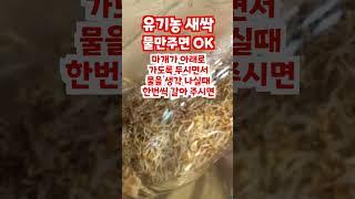 초보자도 하는 30초 싱싱가득 유기농 새싹 키우기! #shorts
