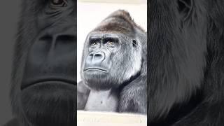 This will forever be one of my favourite drawings I’ve ever done  #drawing #gorilla