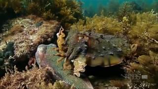 HD 2017 PBS NOVA Documentary - KING'S OF CAMOUFLAGE