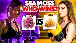 Purple vs Gold Sea Moss! Which Superfood Packs the Biggest Punch? Health Secrets Revealed!