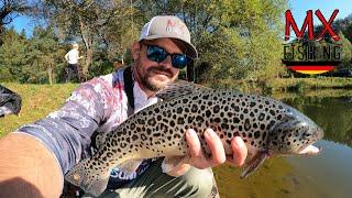 Lachsforellen, Saiblinge und Bachforellen/Ein schöner Start in den Herbst/ Trout Area/ UL Fischen