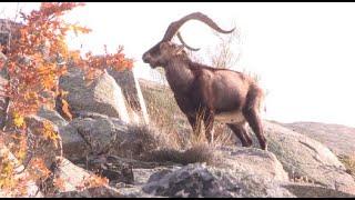 Bowhunting 15YO Ibex With Bob Fromme & Pedro Ampuero