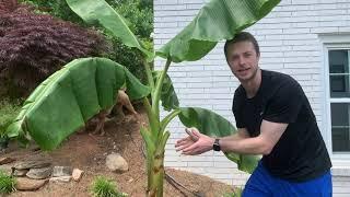 How to Grow Bananas - Complete Monthly Guide