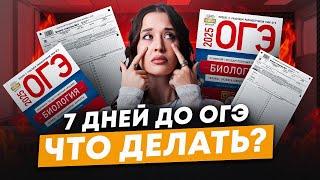Что делать за неделю до ОГЭ по биологии? Как подготовиться к ОГЭ за неделю, если ничего не учил?