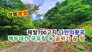 싼땅이야기 봉화토지매매, 경상북도 봉화군 두메산골 백두대간 국유림 둘러싸인 골짜기끝 나만의왕국 자연인땅매매, 해발700고지 골막장 자연인생활 전원부지 농어촌민박토지, 봉화-2173