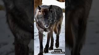 Majestic Snow Black Wolf | Incredible Beauty of the Rare Snow Black Wolf