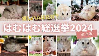 【個性ある面白ろ可愛いハムスターが集結】ついに開幕！はむはむ総選挙2024（前半戦）～推しハムは誰！？～ジャンガリアンハムスター