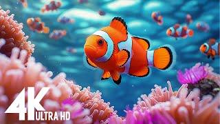 Animal's Super Senses Underwater. Beautiful Coral Reef Fish In Sea | Ocean Documentary 4k (ULTRA HD)