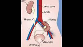 Pelvic Kidney l GB Mucosal fold l Fibrofatty liver l Splenomegaly l