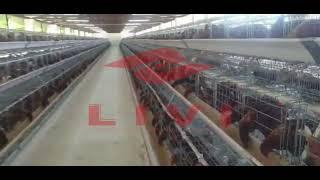 High Quality Poultry Layer Chicken Cage For Sale|Customer Farm in Zambia| Chicken House Design 60*8m