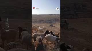مستوطنون يطاردون رعاة الأغنام في منطقة تل ماعين بمسافر يطا جنوب الخليل