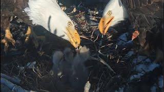 BIG BEAR  ~ JACKIE & SHADOW GIVE A TANDEM FEEDING TO THEIR CHICKS!   FOBBVCAM  3.9.25