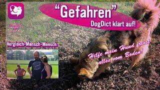 Hilfe mein Hund frisst alles vom Boden! Gefahren Hundeprofi Alex Angrick klärt auf