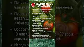  СПАСАЕМ ТОМАТЫ ОТ ФИТОФТОРЫ — ПРОВЕРЕННЫЕ СРЕДСТВА