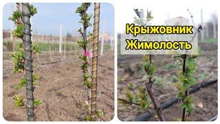Весенние работы на крыжовнике и жимолости