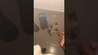 Siamese kitten high five ‍⬛ #subscribe #like #cat #siam #crazy #kitten #cute