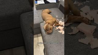 Пап, прости️ #буллищенки #собака #americanbully #американскийбулли #реки #собаки #буллиэкзот #love
