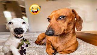 The Funniest Animal Videos 2024  Funny Dogs and Cats are here to Break your HEART