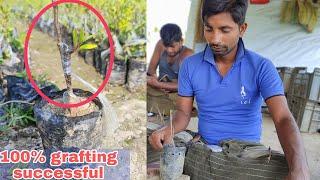 100% Successful Apple Ber Grafting Process/ Thai Apple Ber Farming/ Apple Ber Nursurey/