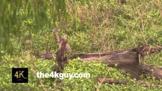 4K UHD 60fps - Black-crowned Night-Heron (Nycticorax nycticorax) immature standing in high grass