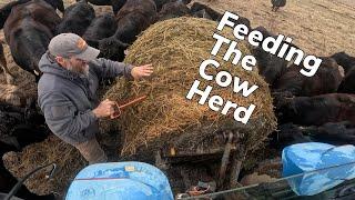 Rolling Cow Buffet, Let's Feed The Herd!