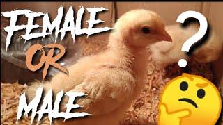 How To Identify Male and Female Buff Orpington Chicks  |  Feather Sexing | Heritage Chicken #ABX