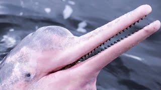 Facts: The Pink River Dolphin (Amazon River Dolphin)