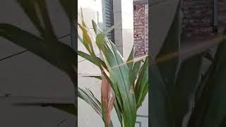 low care plant #shorts #gardeningpointds #viral #gardening #gardener #plant