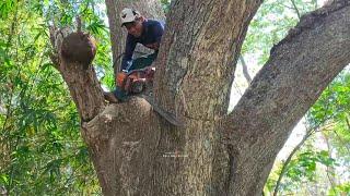 Dangerous.. ‼️ cut rain trees on the river bank