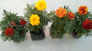 how to grow marigold || from cuttings 15 days result 100% growth result.