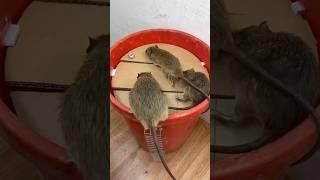 Homemade trap/DIY cut cardboard to create the best mouse trap in the world #rat #rattrap #mouse