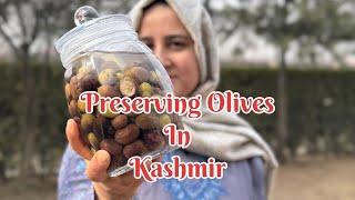 OLIVE HARVESTING IN KASHMIR